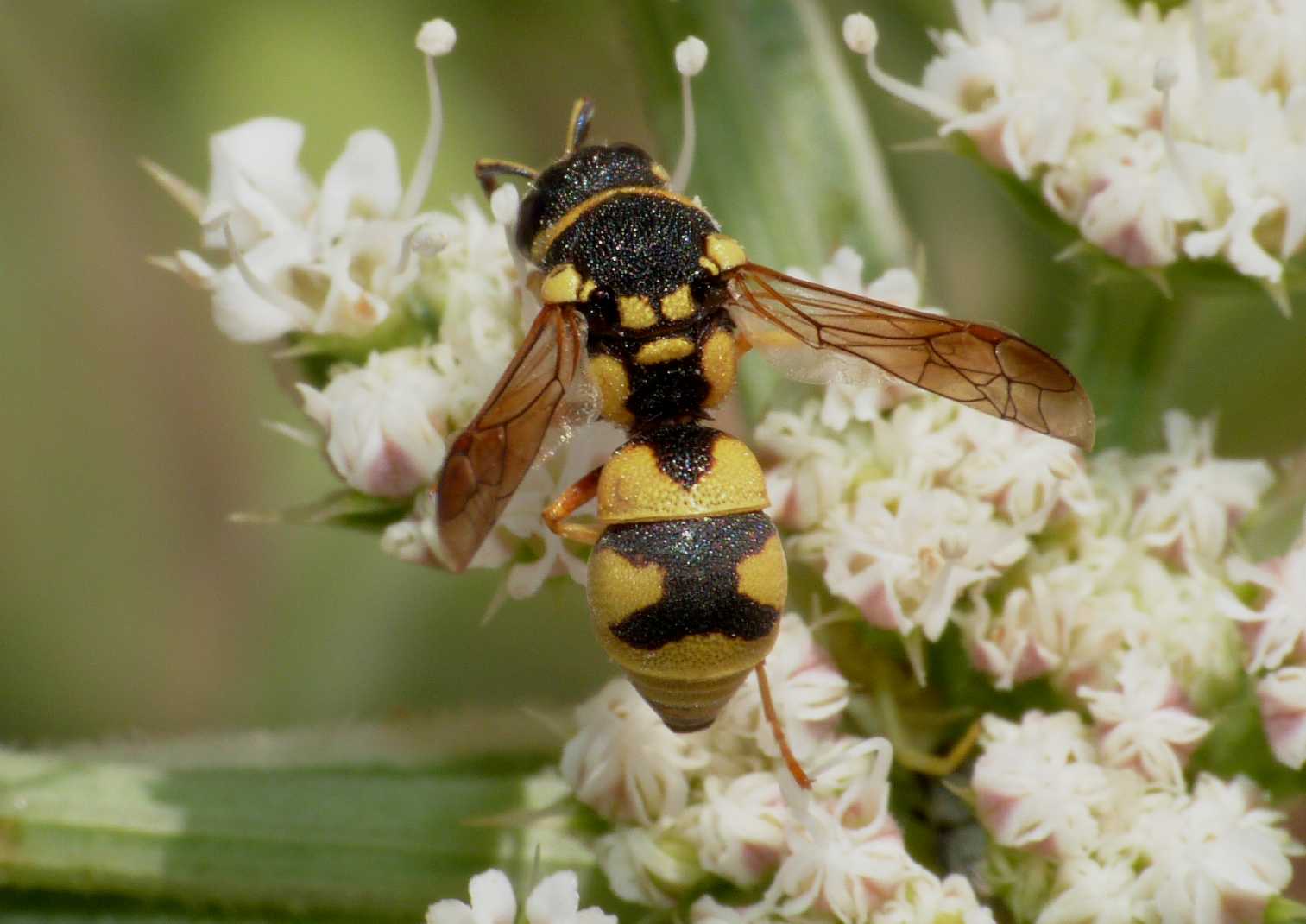 Ancistrocerus?